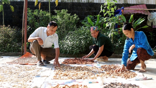Tuyên Quang: Chuyện ở làng Thuốc Hạ