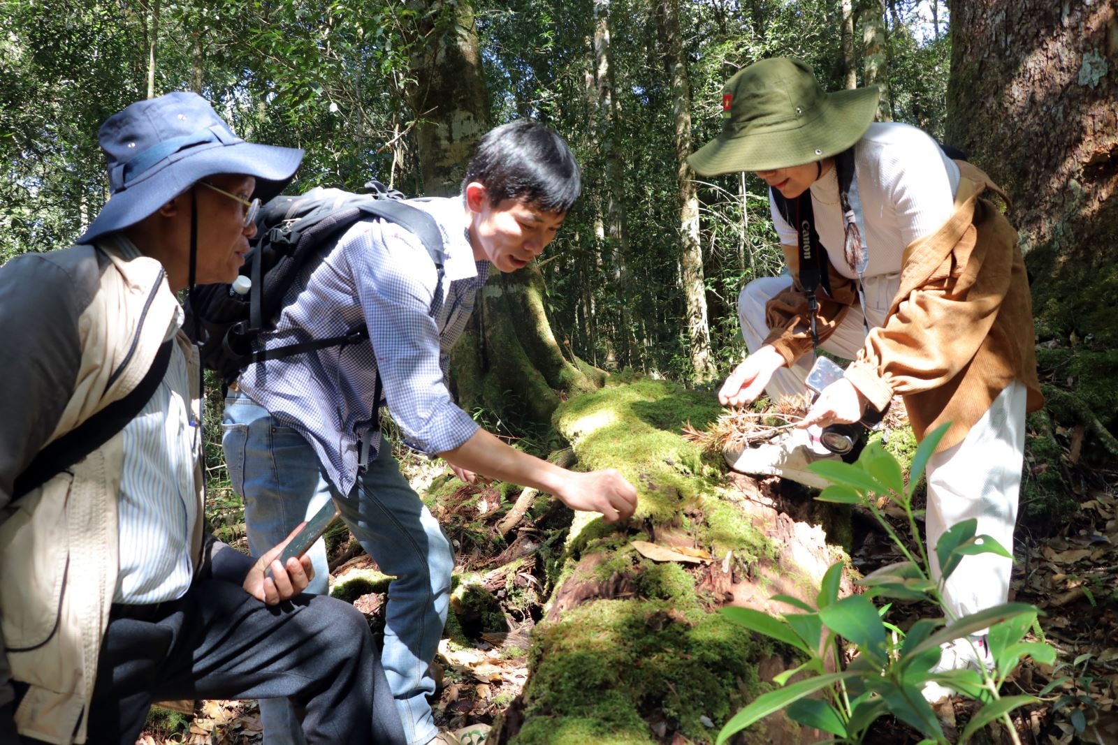 Lâm Đồng: Khám phá vườn quốc gia với Cây Di sản thông 2 lá dẹt Lâm Đồng: Khám phá vườn quốc gia với Cây Di sản thông 2 lá dẹt