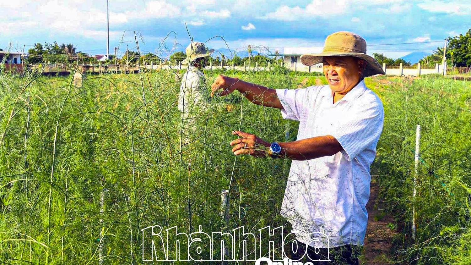 Khánh Hoà: Người Chăm phủ xanh vùng đất cát bay Tuấn Tú