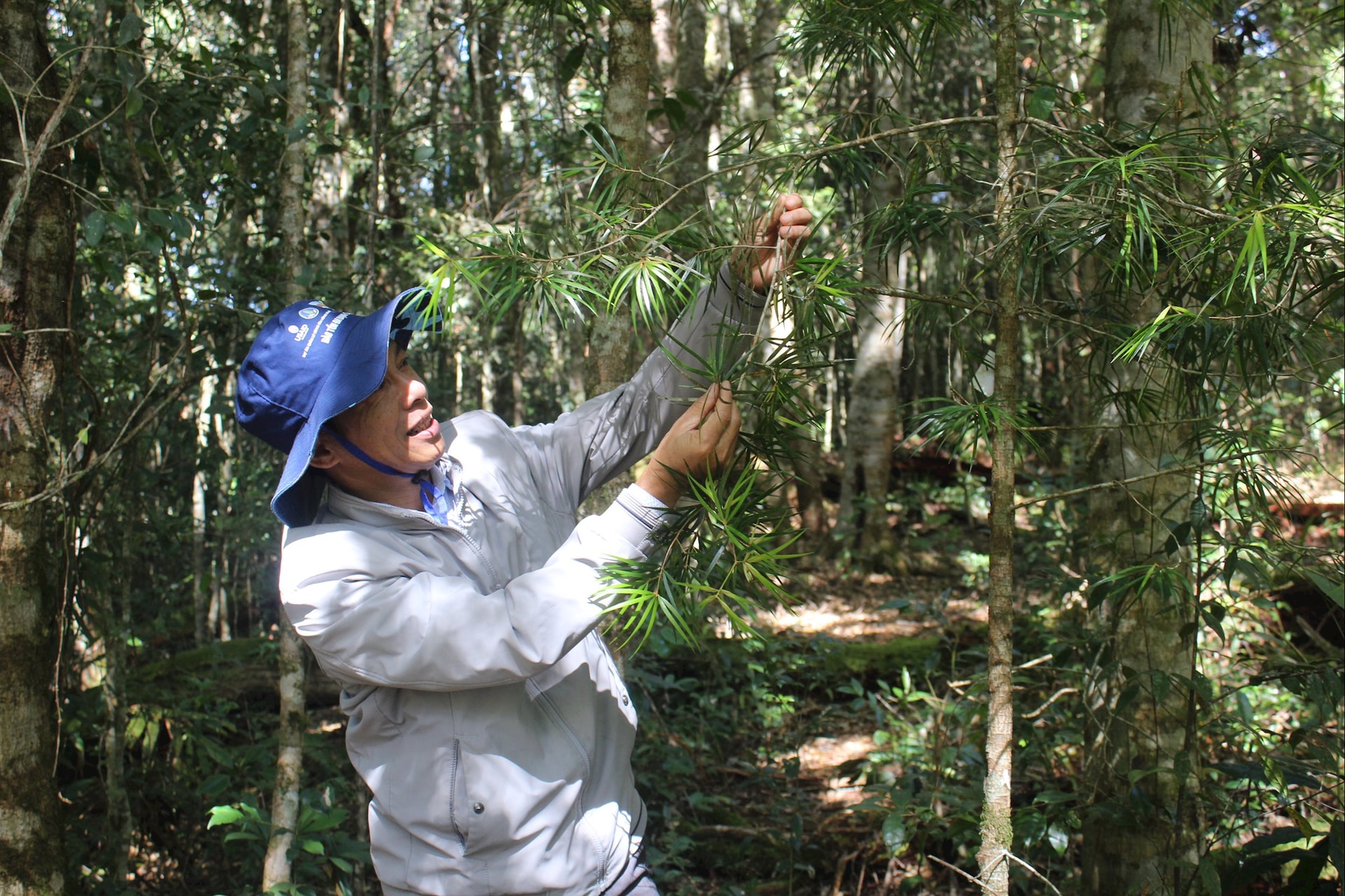 Lâm Đồng: Khám phá vườn quốc gia với Cây Di sản thông 2 lá dẹt Lâm Đồng: Khám phá vườn quốc gia với Cây Di sản thông 2 lá dẹt