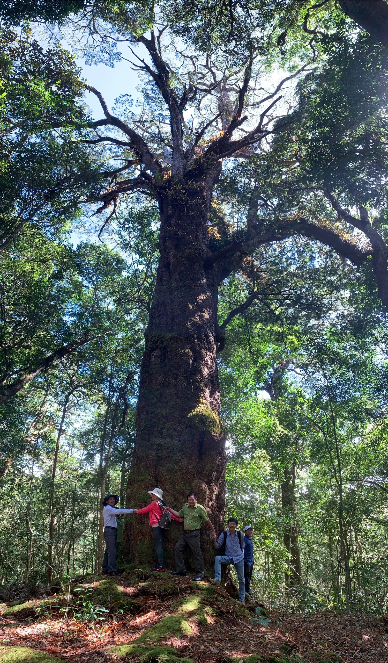 Lâm Đồng: Khám phá vườn quốc gia với Cây Di sản thông 2 lá dẹt Lâm Đồng: Khám phá vườn quốc gia với Cây Di sản thông 2 lá dẹt