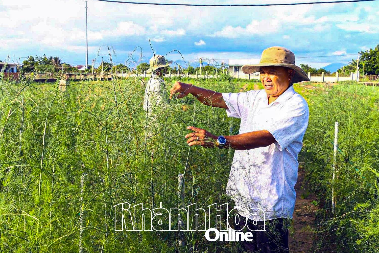 Khánh Hoà: Người Chăm phủ xanh vùng đất cát bay Tuấn Tú