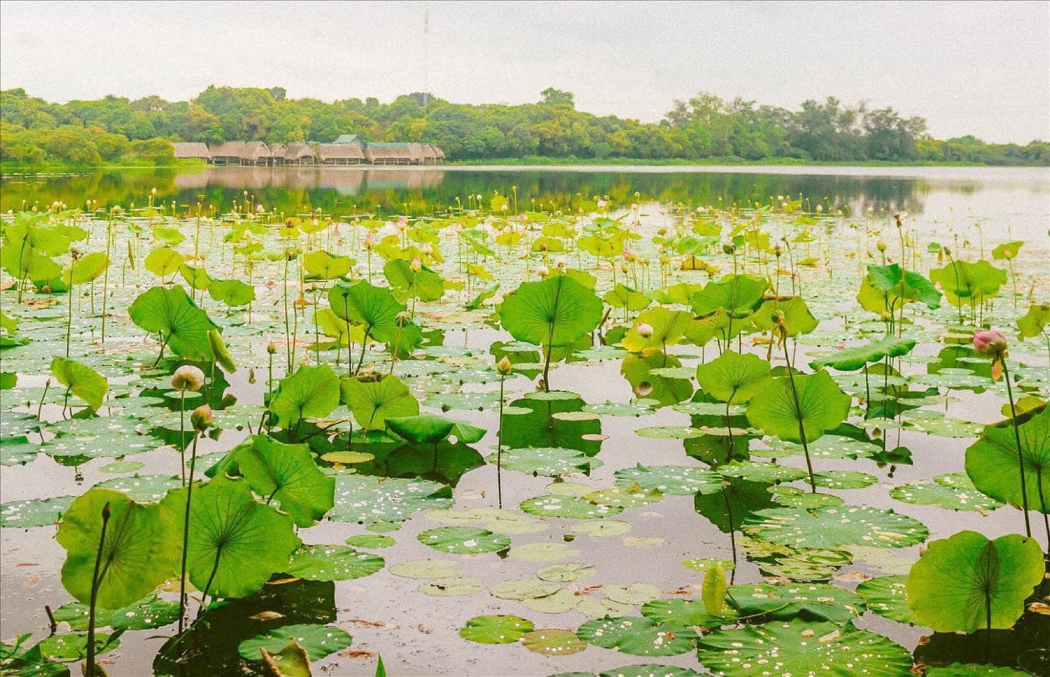 Người về vui hội với trằm
