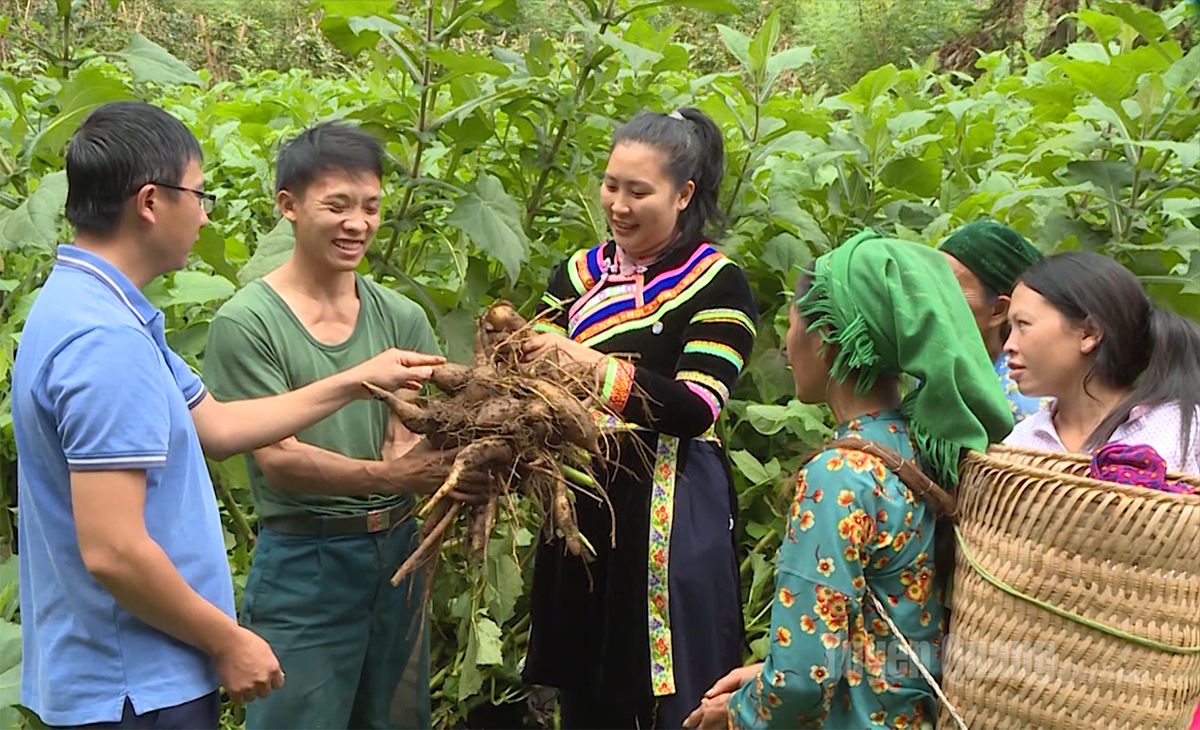 Tuyên Quang: Hoa giữa đời thường
