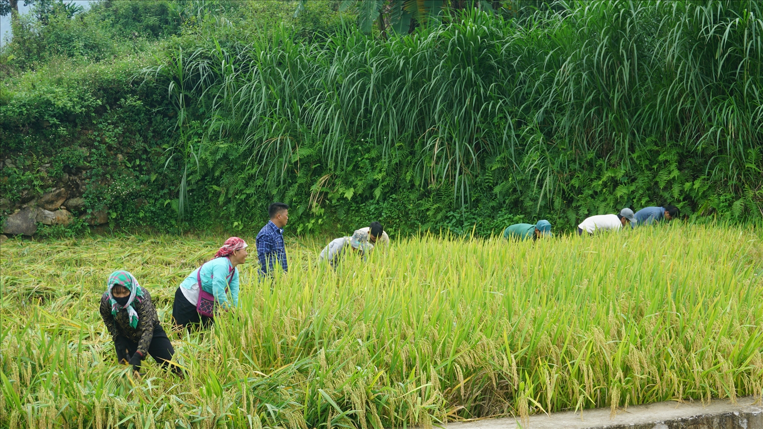 Về Hợp Thành trải nghiệm hương cốm mới