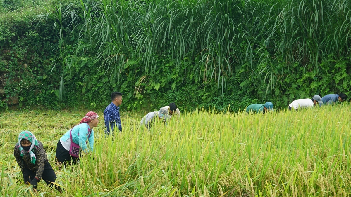 Về Hợp Thành trải nghiệm hương cốm mới