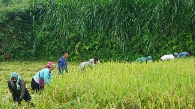 Về Hợp Thành trải nghiệm hương cốm mới