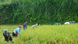 Về Hợp Thành trải nghiệm hương cốm mới