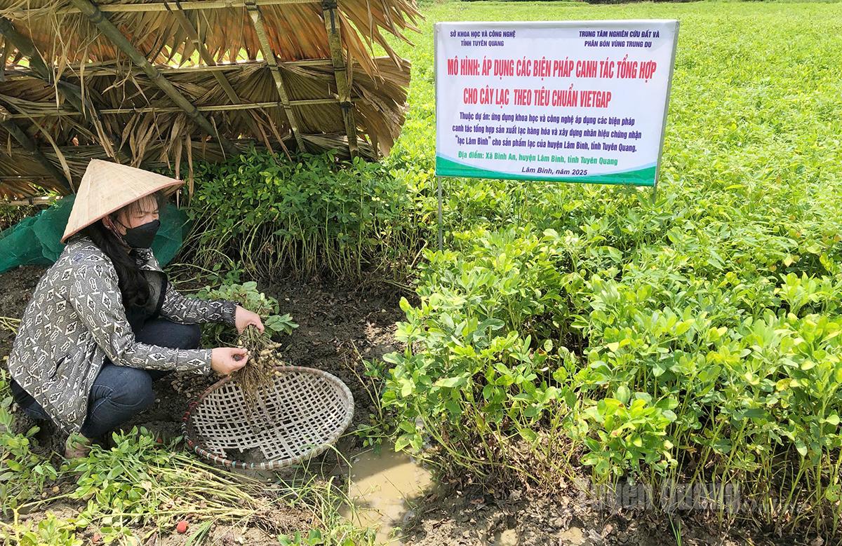 Tuyên Quang: Đăng ký nhãn hiệu chứng nhận – Hướng đi bền vững cho Lạc Minh Quang Tuyên Quang: Đăng ký nhãn hiệu chứng nhận – Hướng đi bền vững cho Lạc Minh Quang