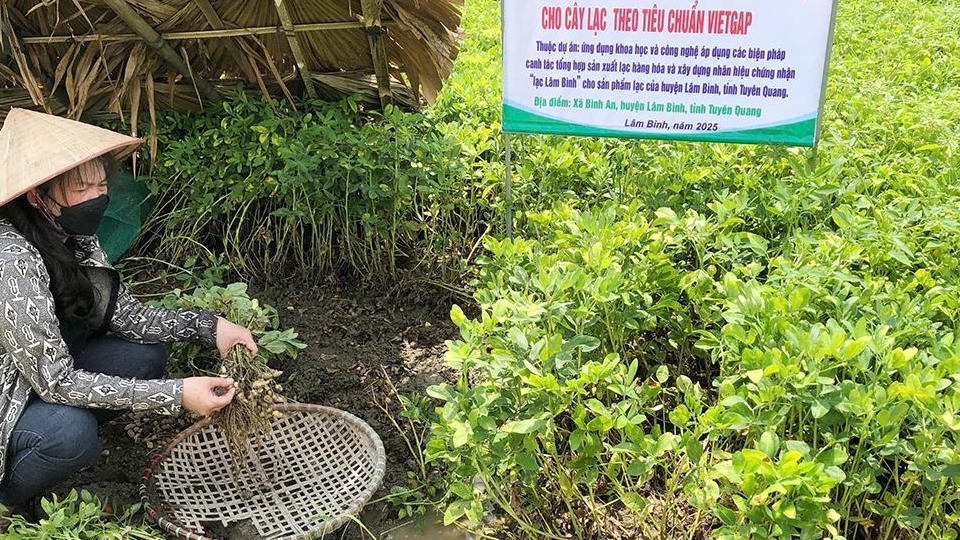 Tuyên Quang: Đăng ký nhãn hiệu chứng nhận – Hướng đi bền vững cho Lạc Minh Quang