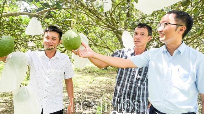 Khánh Hòa: Nâng tầm giá trị bưởi da xanh