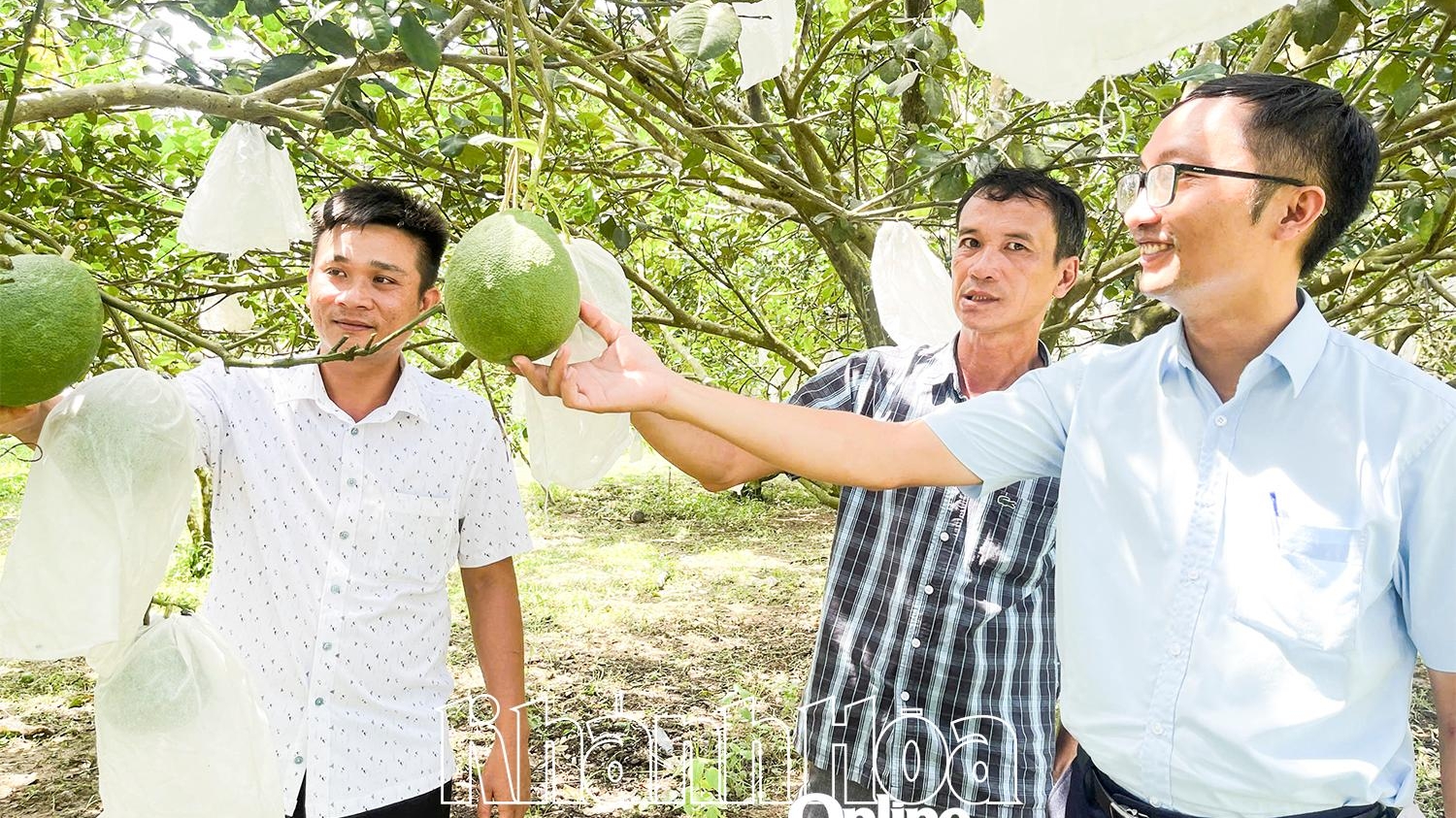 Khánh Hòa: Nâng tầm giá trị bưởi da xanh