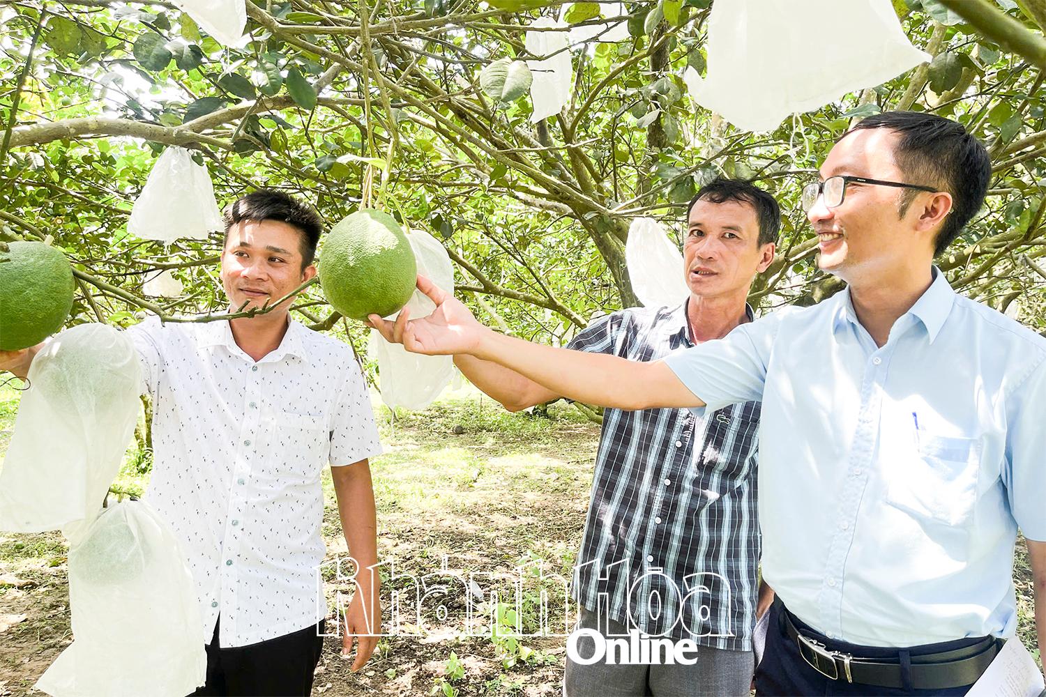Khánh Hòa: Nâng tầm giá trị bưởi da xanh Khánh Hòa: Nâng tầm giá trị bưởi da xanh