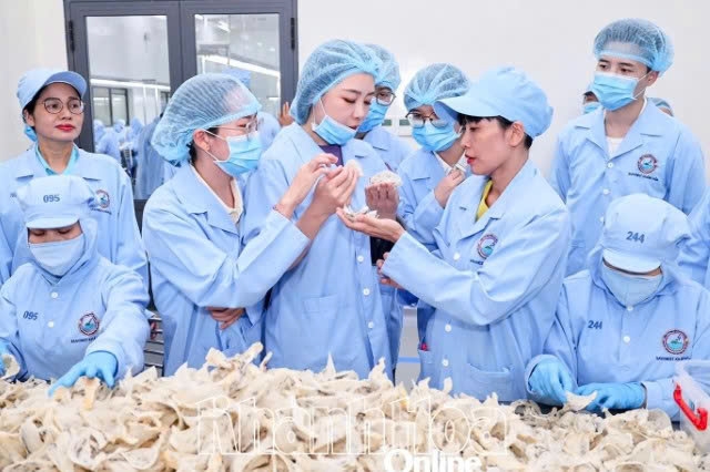 Khánh Hòa: Nghề Yến sào - khi con người tập bay cùng thiên nhiên Khánh Hòa: Nghề Yến sào - khi con người tập bay cùng thiên nhiên