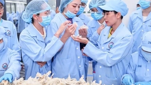 Khánh Hòa: Nghề Yến sào - khi con người tập bay cùng thiên nhiên