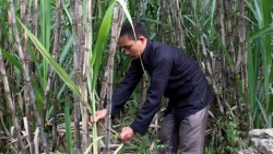 Tuyên Quang: Đổi thay ở Khai Hoang Bản Vàng