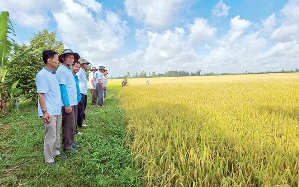 Cần Thơ: Nâng cao chất lượng và giá trị gia tăng cho sản phẩm nông nghiệp