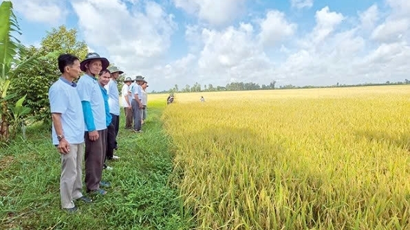 Cần Thơ: Nâng cao chất lượng và giá trị gia tăng cho sản phẩm nông nghiệp