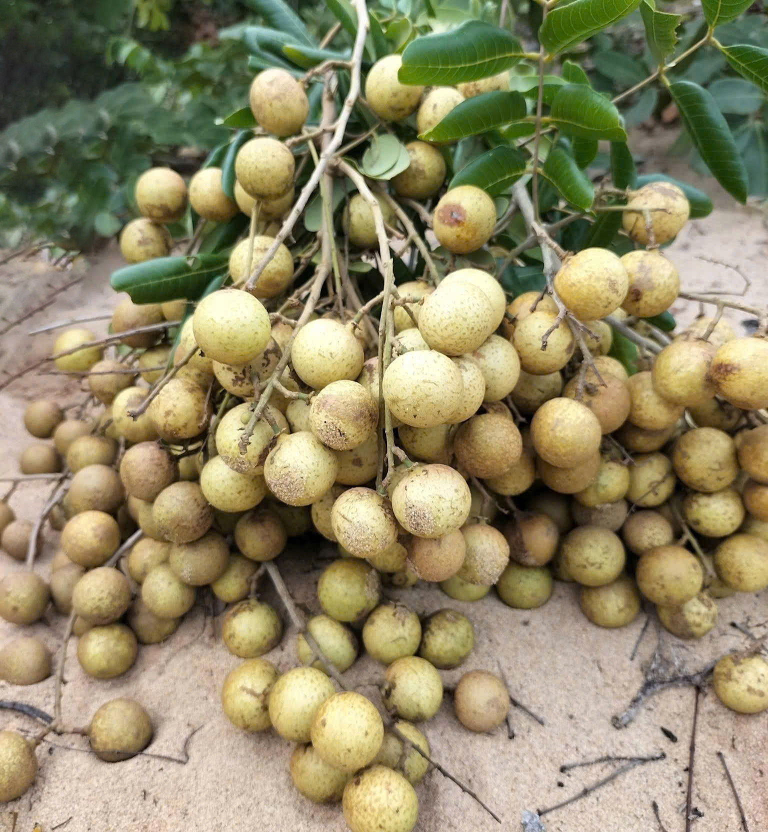 Lâm Đồng: Mùa nhãn rừng trên triền cát