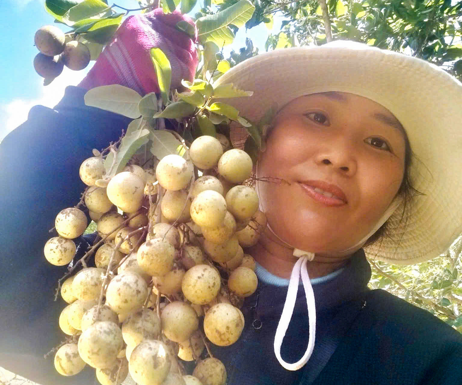 Lâm Đồng: Mùa nhãn rừng trên triền cát