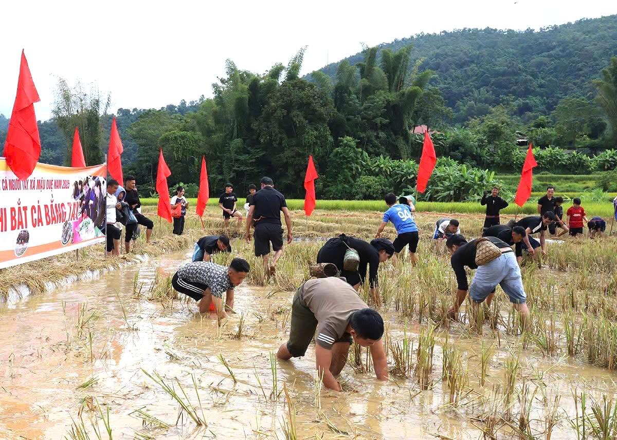 Tuyên Quang: Tết cá - giữ hồn bản sắc người Tày ở Mậu Duệ Người dân hào hứng bắt cá ruộng tại Lễ hội Tết cá người Tày ở Mậu Duệ.