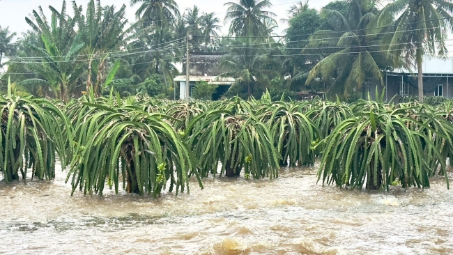 Lâm Đồng hỗ trợ hơn 53,8 tỷ đồng khôi phục sản xuất nông nghiệp sau thiên tai