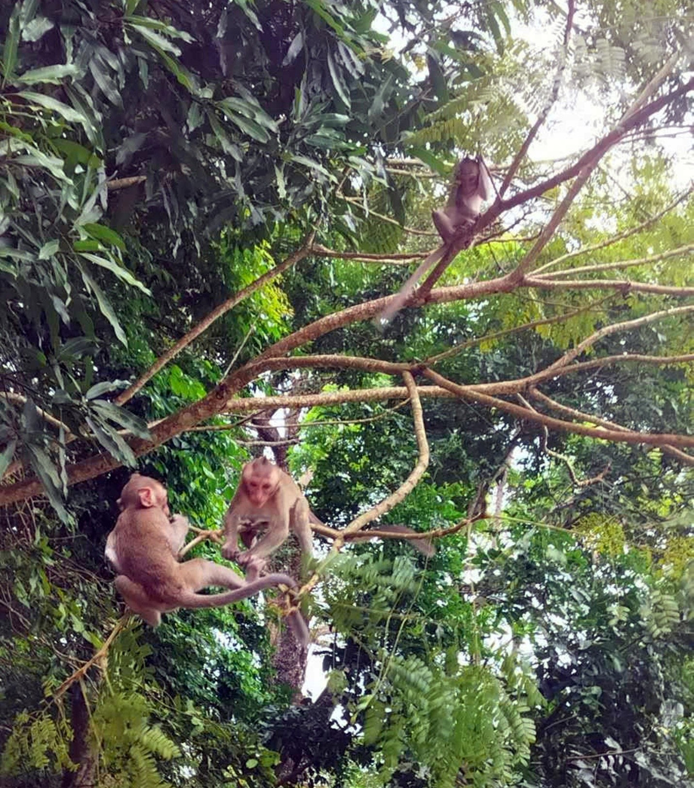 Lâm Đồng thành lập Khu dự trữ thiên nhiên Tà Kóu Lâm Đồng thành lập Khu dự trữ thiên nhiên Tà Kóu