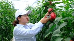Lâm Đồng: Người phụ nữ Churu mạnh dạn đổi mới