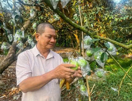 Cần Thơ: Tiên phong đưa vú sữa tím xuất ngoại