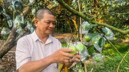 Cần Thơ: Tiên phong đưa vú sữa tím xuất ngoại