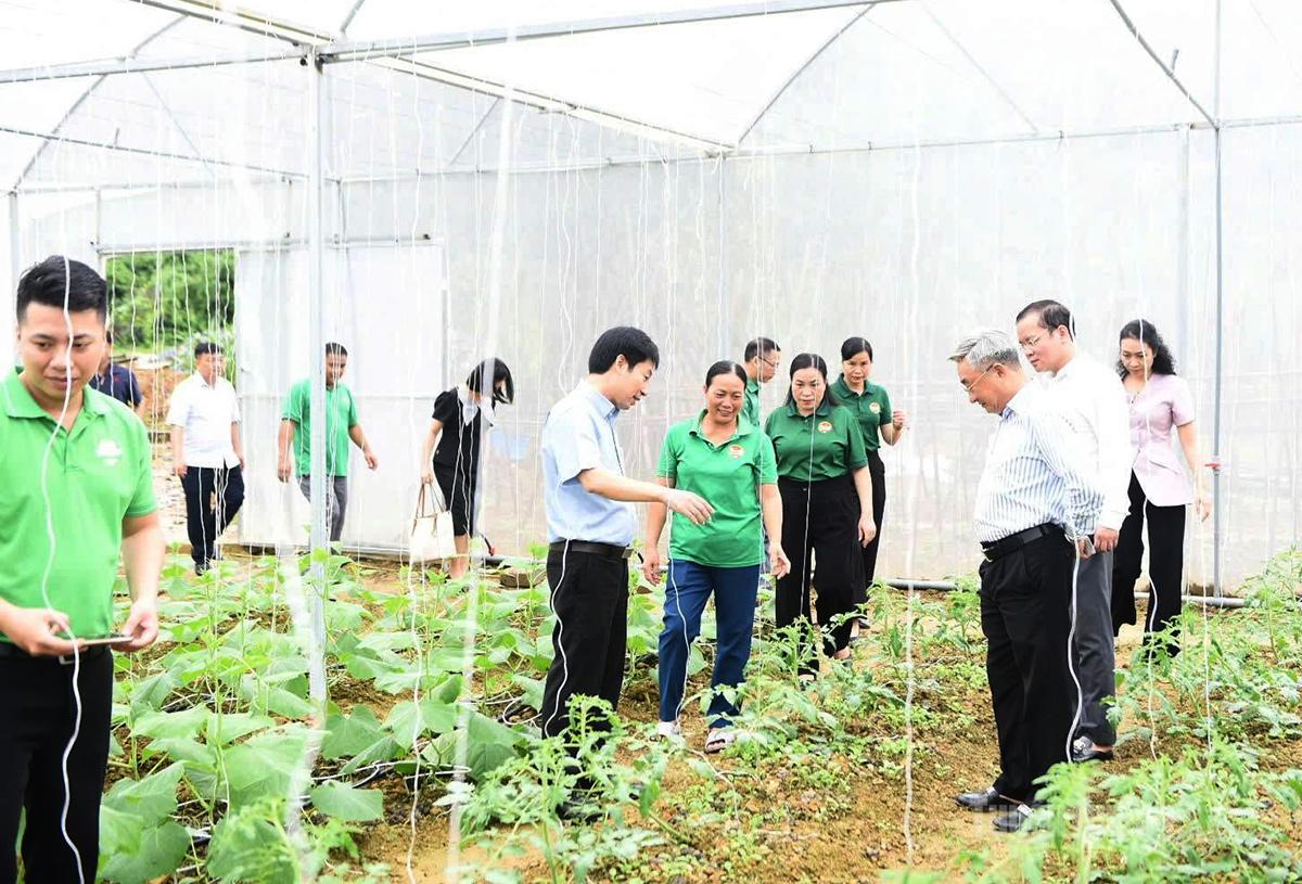 Trung ương Hội Nông dân Việt nam, lãnh đạo Hội Nông dân tỉnh thăm mô hình sản xuất nông sản công nghệ cao của chị Chu Thị Bình, thôn Đoàn Kết, xã Thái Bình.
