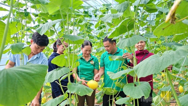 Tuyên Quang: Mở lối nông nghiệp xanh