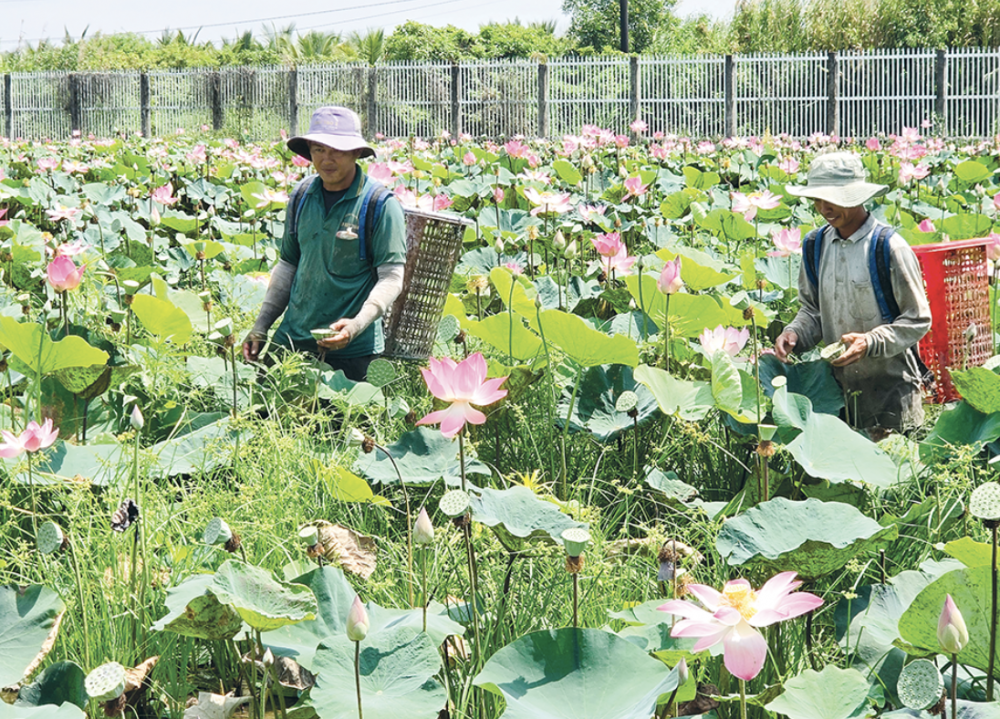Cần Thơ: Nâng tầm chuỗi giá trị cho cây sen