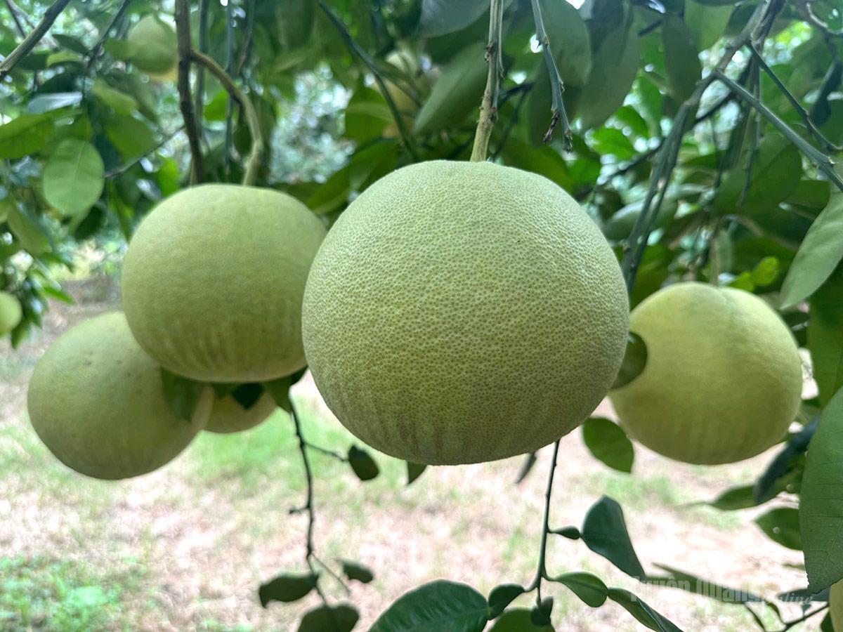 Những quả bưởi  căng đều đủ  tiêu chuẩn xuất khẩu.
