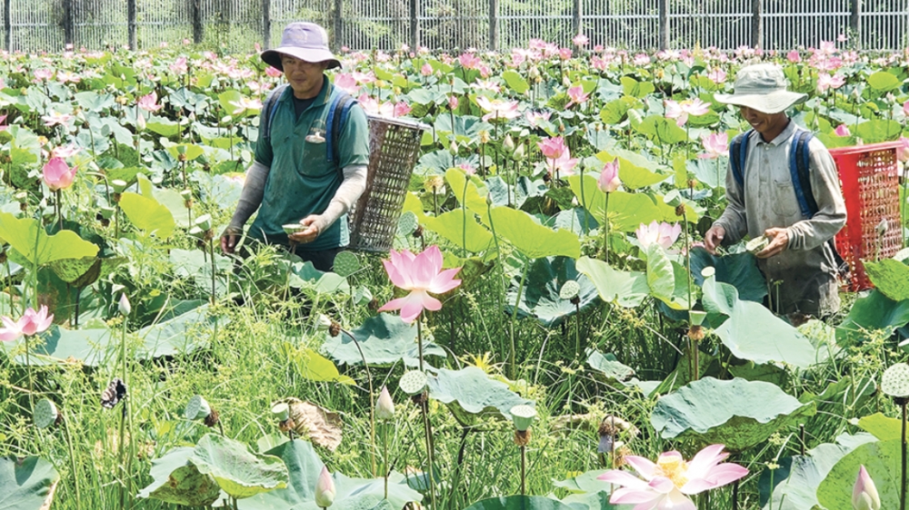 Cần Thơ: Nâng tầm chuỗi giá trị cho cây sen