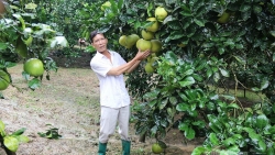 Tuyên Quang: Chuyện trồng bưởi xuất khẩu