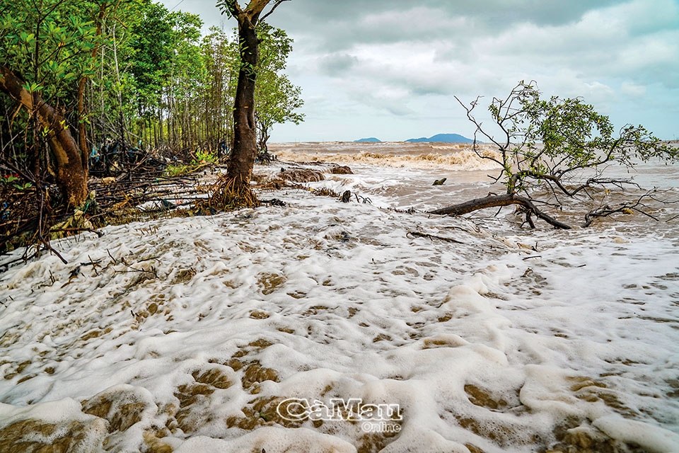 Cà Mau: Mùa nước biển dâng