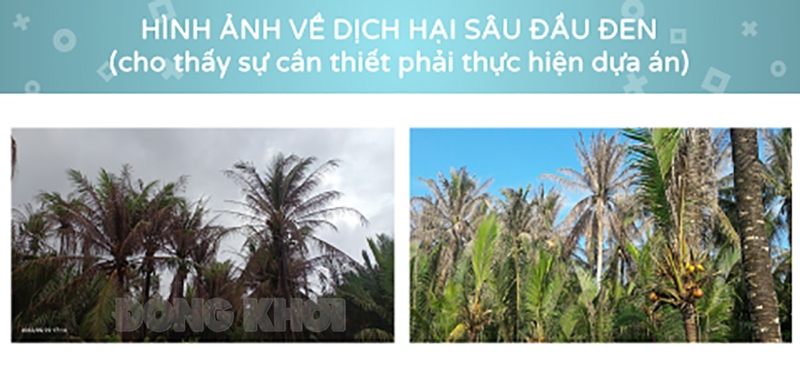  ảnh sâu đầu đen hại dừa. Ảnh: Mỹ Trang