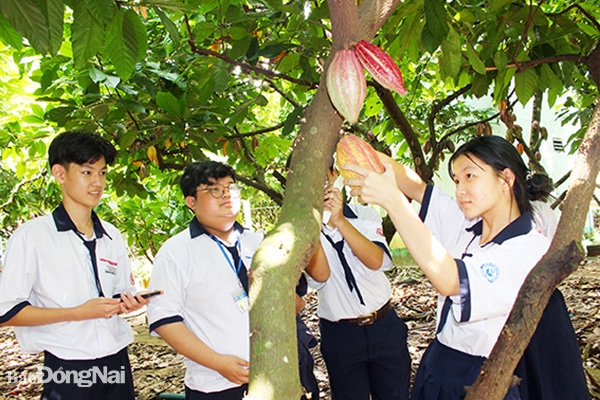 Các em học sinh tại TP.HCM đến tham quan vườn ca cao Xuân Lộc. Ảnh: H.Lộc