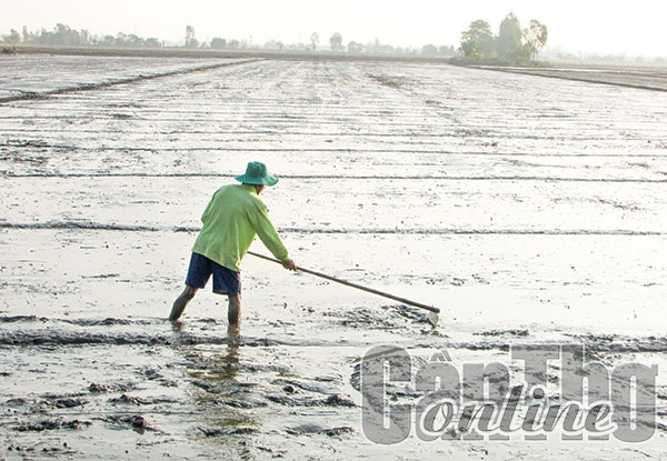 Nông dân huyện Vĩnh Thạnh san lấp mặt ruộng, chuẩn bị gieo sạ lúa đông xuân.