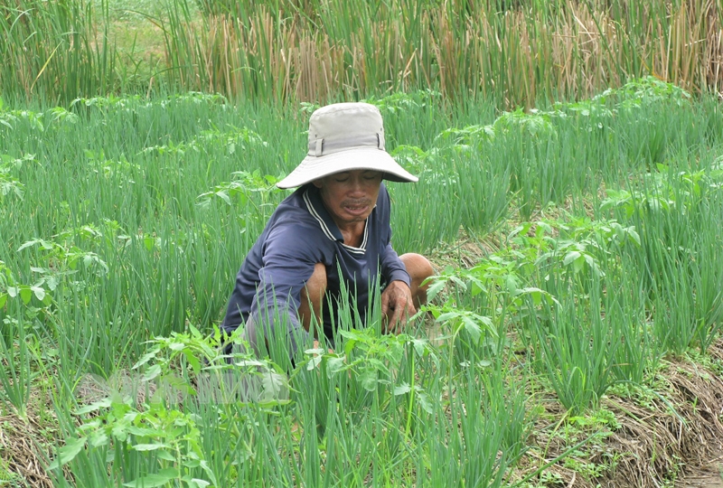 Ông Bùi Văn Súc đang chăm sóc vườn rau của gia đình.