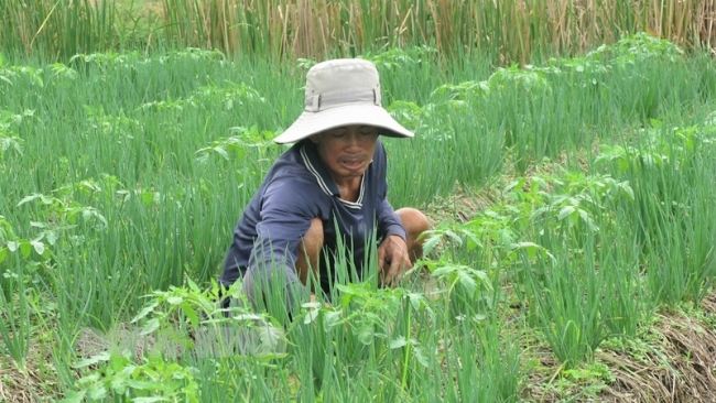 Bến Tre: Nông dân Bùi Văn Súc trồng rau màu tạo thu nhập