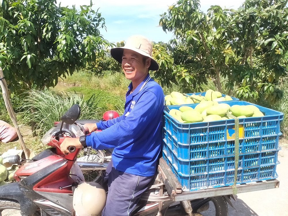An Giang: Biên giới vào mùa thu hoạch cây ăn trái