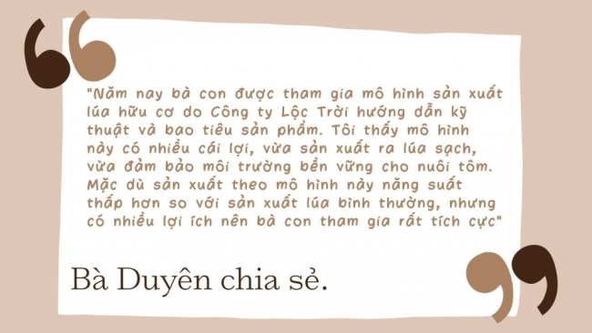 Cà Mau: Mở rộng diện tích lúa - tôm