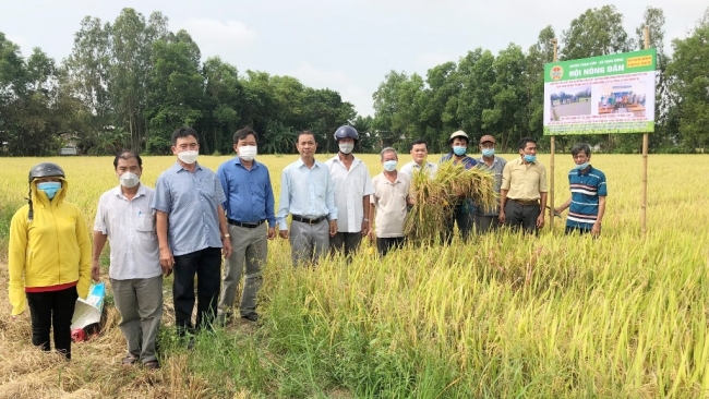 An Giang: Canh tác lúa thân thiện môi trường