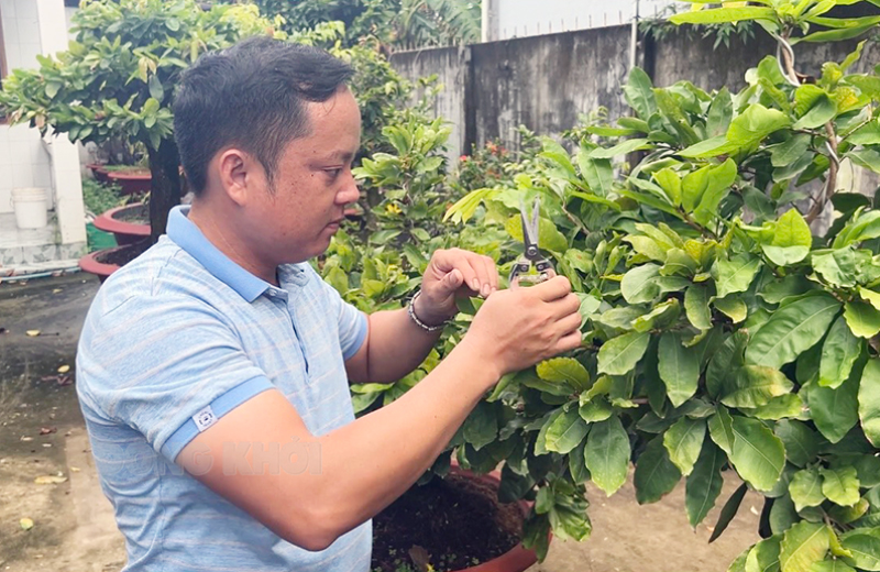 Bến Tre: Thanh niên đam mê trồng mai vàng