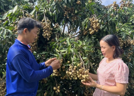 Cần Thơ: Ô Môn hỗ trợ nhà vườn xây dựng mã số vùng trồng