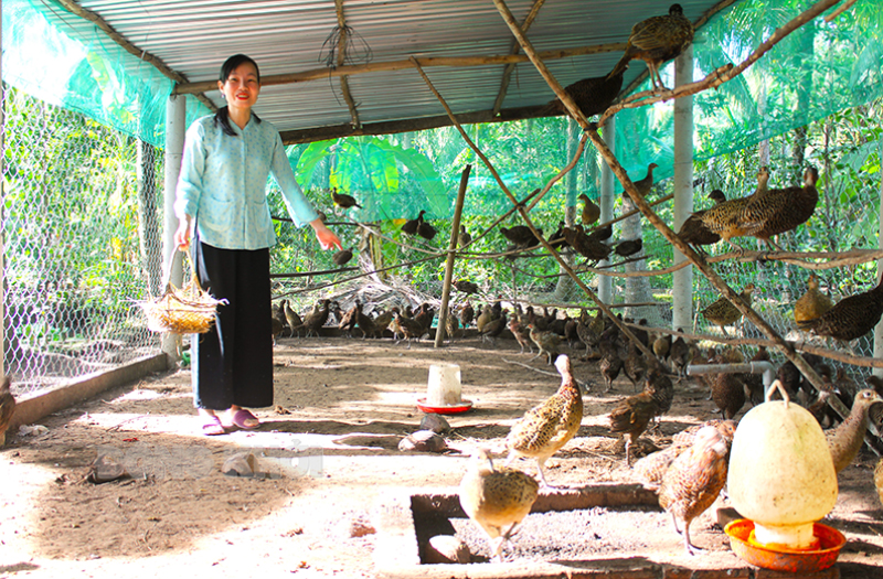 Chị Nguyễn Thị Bạch Tuyết chăm sóc và thu hoạch trứng chim trĩ.