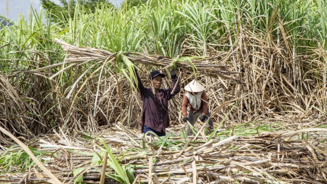 Khánh Hòa: Ninh Hòa nông dân phấn khởi vì trúng mùa &quot;mía ngọt&quot;