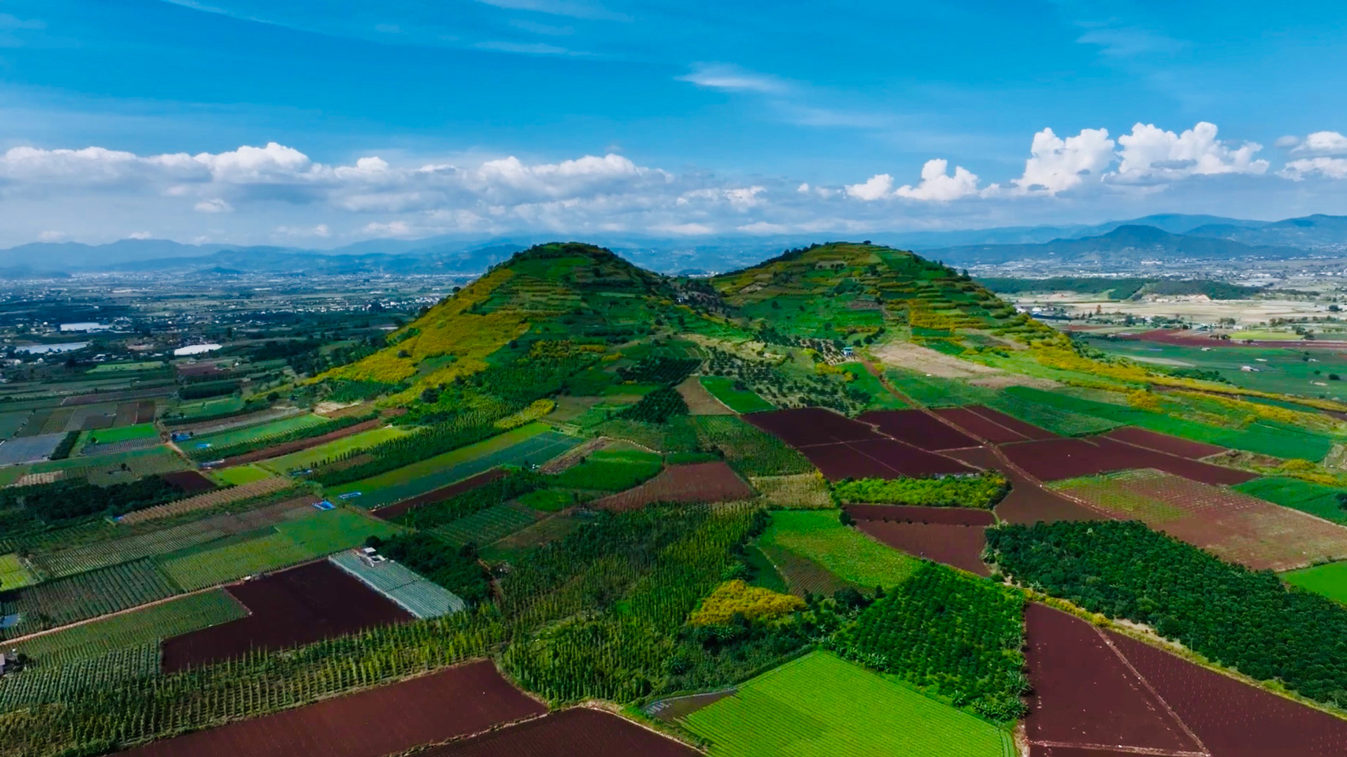 Lâm Đồng: Lan man dã quỳ...